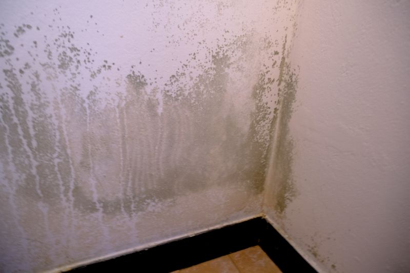 Basement Mold Removal in Fort Worth, TX