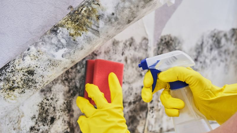 Basement Mold Removal in Fort Worth, TX