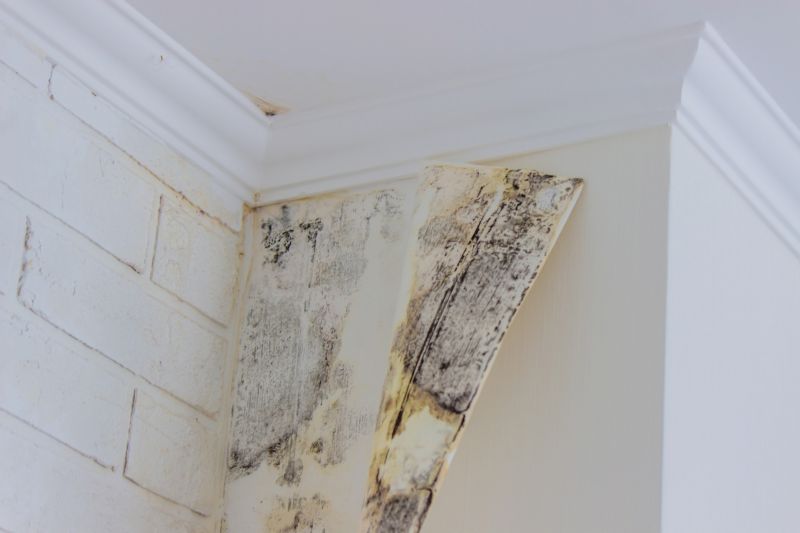 Mold Cleanup Service in Essex County, NJ