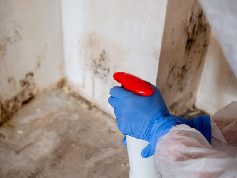 Mold Remediation Service in Broward County, FL