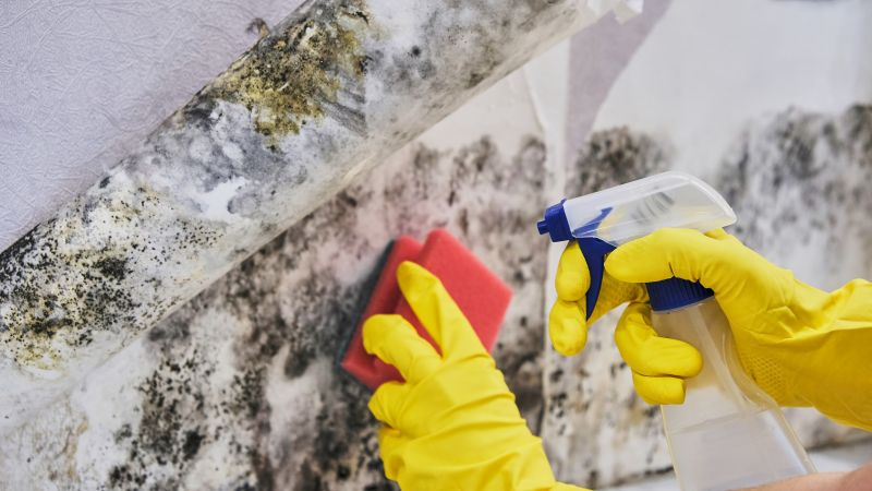 Mold Treatment Service in West Palm Beach, FL
