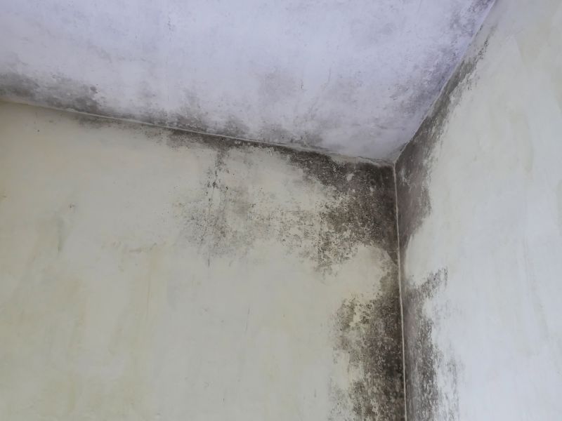 Attic Mold Remediation in Frisco, TX